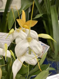 Masdevallia Ziegler's Love