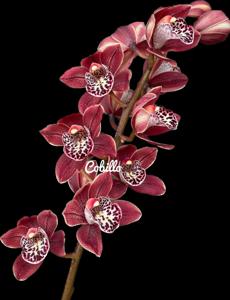 Cymbidium Nancy Miyamoto