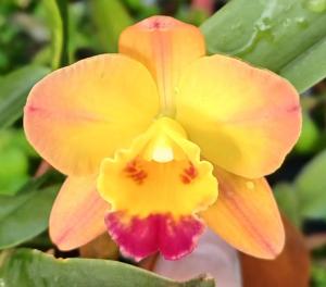 Rhyncholaeliocattleya Sandra's Beau