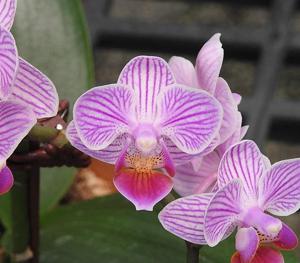 Phalaenopsis Tariflor Pixie