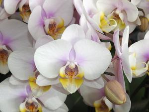 Phalaenopsis Sogo Mandala