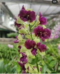 Dendrobium Nopporn Green Star