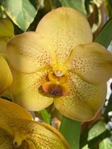 Vanda Nopporn Golden Dream