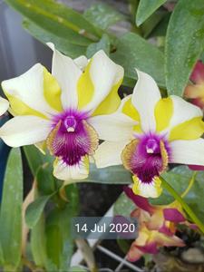 Dendrobium Nopporn Starbright