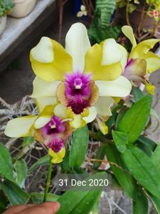 Dendrobium Nopporn Starbright