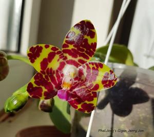 Phalaenopsis Jong's Gigan Cherry