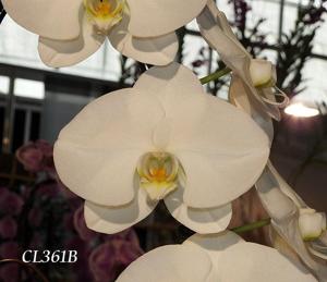 Phalaenopsis Join Glory