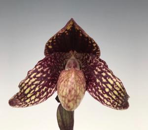 Paphiopedilum Chou-Yi Anigode