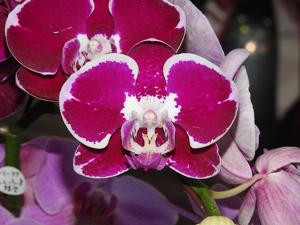 Phalaenopsis Gan Lin Mary