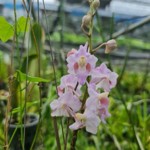 Phalaenopsis Yen Orion