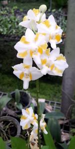 Phalaenopsis Yen Orion