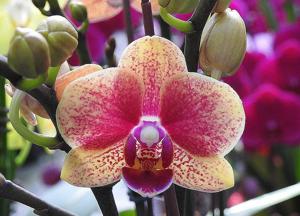 Phalaenopsis Lioulin Phoenix