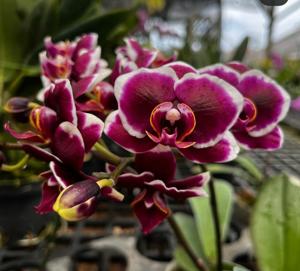 Phalaenopsis Chiada Ella