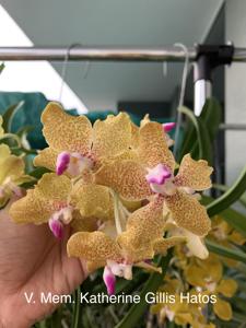 Vanda Katherine Gillis Hatos