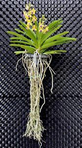 Vandachostylis Apichart