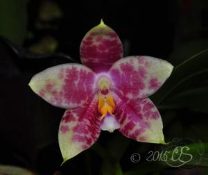 Phalaenopsis Ba-Shi Canary