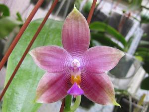 Phalaenopsis Ba-Shi Canary