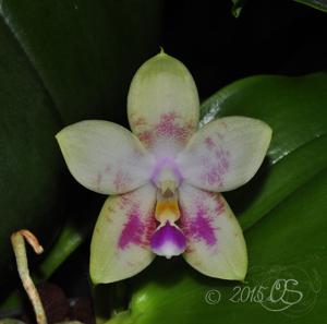 Phalaenopsis Ba-Shi Canary