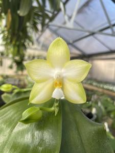 Phalaenopsis Ba-Shi Canary