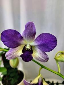 Dendrobium Aridang Blue