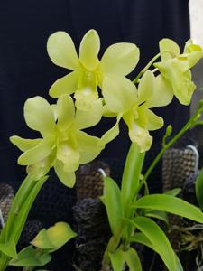 Dendrobium Aridang Green