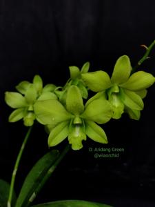 Dendrobium Aridang Green