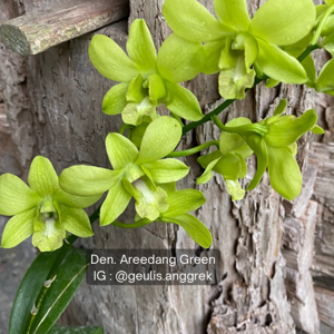 Dendrobium Aridang Green