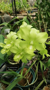 Dendrobium Aridang Green