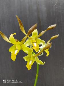 Dendrobium Chan-Chao