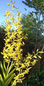 Dendrobium Chan-Chao