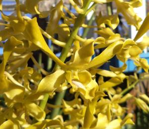 Dendrobium Chan-Chao