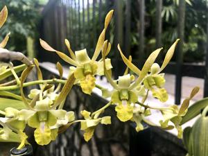 Dendrobium Chan-Chao