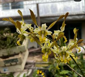 Dendrobium Chan-Chao