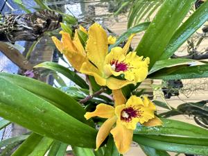 Enanthleya Jackie Bright