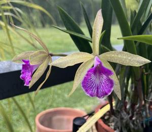 Brassocattleya Kosh Wallis