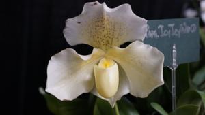 Paphiopedilum Icy Icy Wind