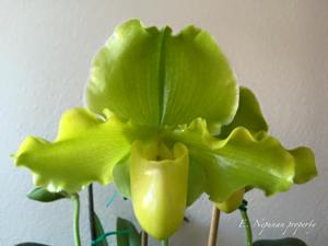 Paphiopedilum Big Surprise