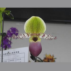 Paphiopedilum Amarantine