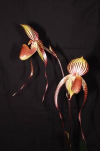 Paphiopedilum Hsinying Lady Duck