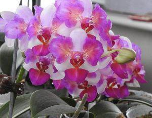 Phalaenopsis Liu's Berry