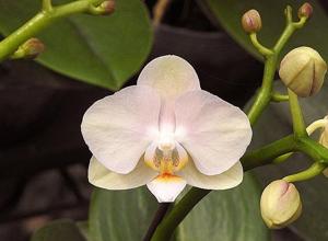 Phalaenopsis Liu's Sakura