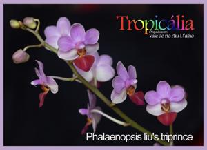 Phalaenopsis Liu's Triprince