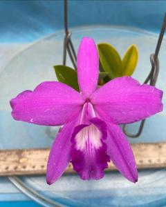 Cattleya Fran's Fuchsia Flash