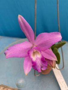 Cattleya Fran's Fuchsia Flash