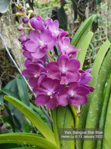 Vandachostylis Bangsai Star Blue