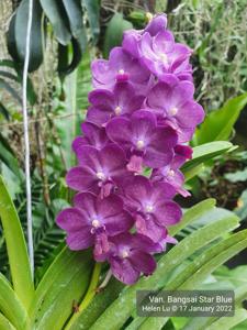 Vandachostylis Bangsai Star Blue