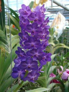 Vandachostylis Bangsai Star Blue