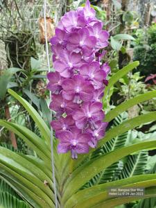 Vandachostylis Bangsai Star Blue