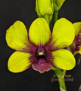 Dendrobium Suriya Gold