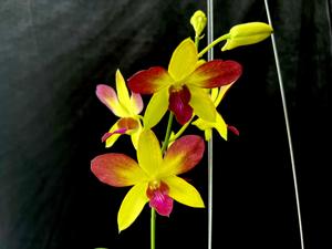 Dendrobium Give My God